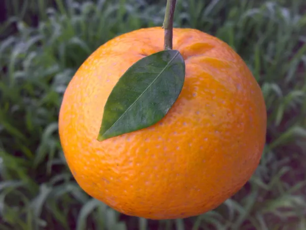 Orange_Kinnow_Mandarin_(Grafted)_-_Fruit_Plants_&_Tree_(PACK_OF_1)_Healthy_Orange_Fruit_Plant