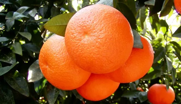 Orange_Kinnow_Mandarin_(Grafted)_-_Fruit_Plants_&_Tree_(PACK_OF_1)_Healthy_Orange_Fruit_Plant