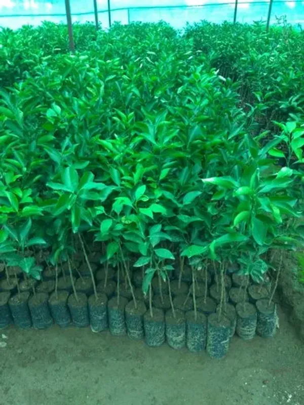 Orange_Kinnow_Mandarin_(Grafted)_-_Fruit_Plants_&_Tree_(PACK_OF_1)_Healthy_Orange_Fruit_Plant