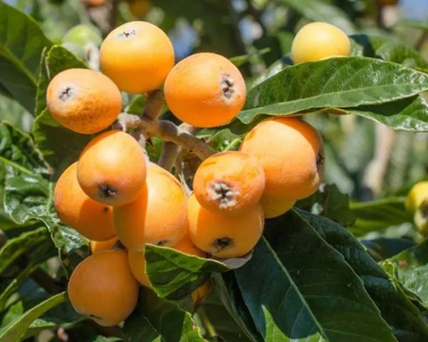 Loquat_Healthy_Fruit_Plant_&_Tree_For_Gardening_(Hybrid,_Pack_Of_1)
