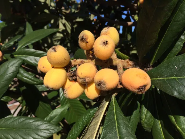 Loquat_Healthy_Fruit_Plant_&_Tree_For_Gardening_(Hybrid,_Pack_Of_1)