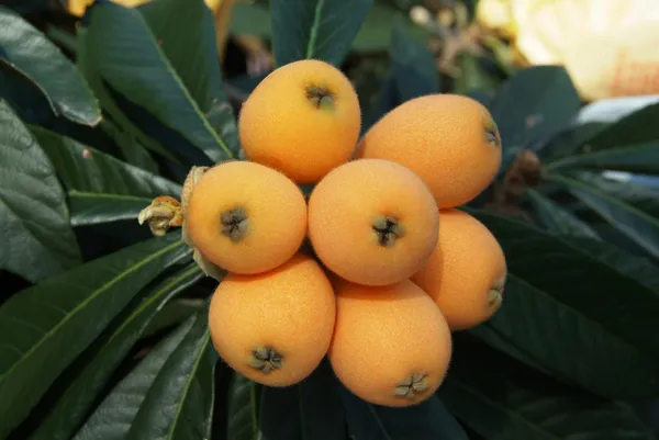 Loquat_Healthy_Fruit_Plant_&_Tree_For_Gardening_(Hybrid,_Pack_Of_1)