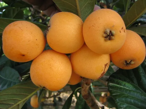 Loquat_Healthy_Fruit_Plant_&_Tree_For_Gardening_(Hybrid,_Pack_Of_1)