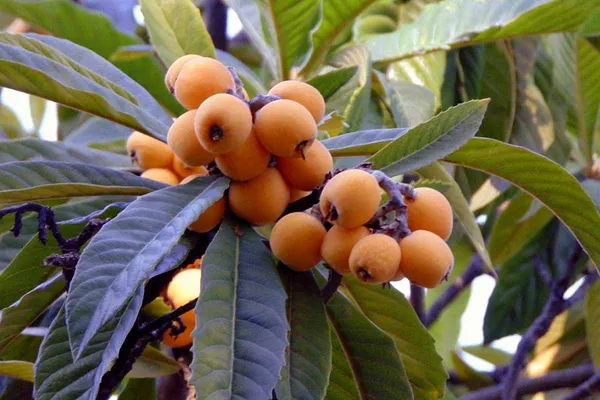 Loquat_Healthy_Fruit_Plant_&_Tree_For_Gardening_(Hybrid,_Pack_Of_1)