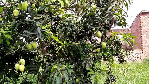 Lucknow_Safeda_Mango_Healthy_Fruit_Plant_&_Tree_For_Home_Gardening_Hybrid_Safeda_Lacknow_Mango_(Grafted)_Fruit_Plant_(1.5-3.5_Ft_Size)_Pack_Of_1