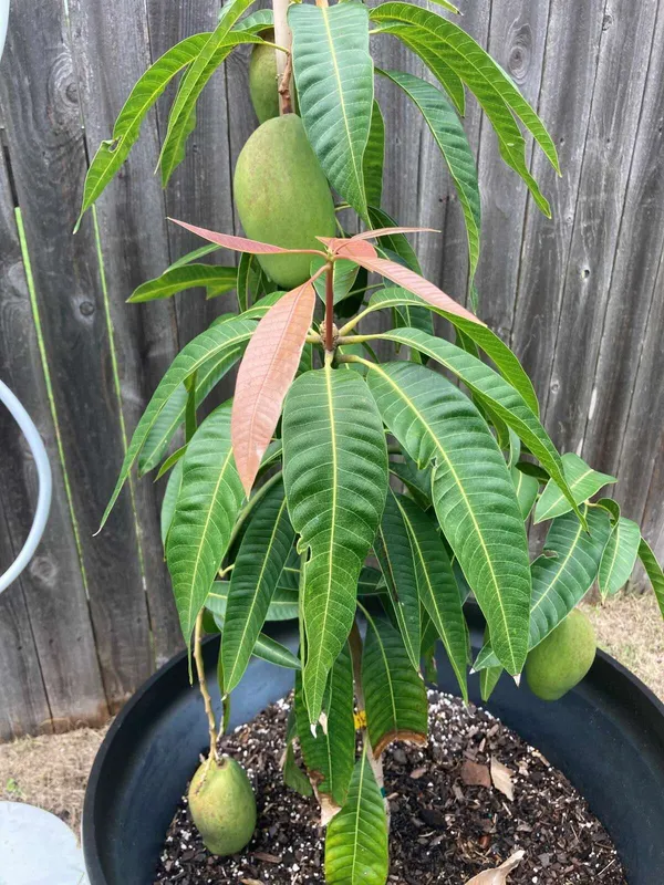 Lucknow_Safeda_Mango_Healthy_Fruit_Plant_&_Tree_For_Home_Gardening_Hybrid_Safeda_Lacknow_Mango_(Grafted)_Fruit_Plant_(1.5-3.5_Ft_Size)_Pack_Of_1
