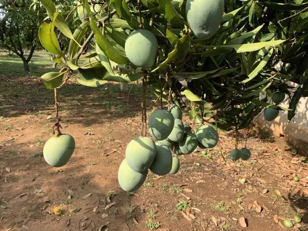 Lucknow_Safeda_Mango_Healthy_Fruit_Plant_&_Tree_For_Home_Gardening_Hybrid_Safeda_Lacknow_Mango_(Grafted)_Fruit_Plant_(1.5-3.5_Ft_Size)_Pack_Of_1