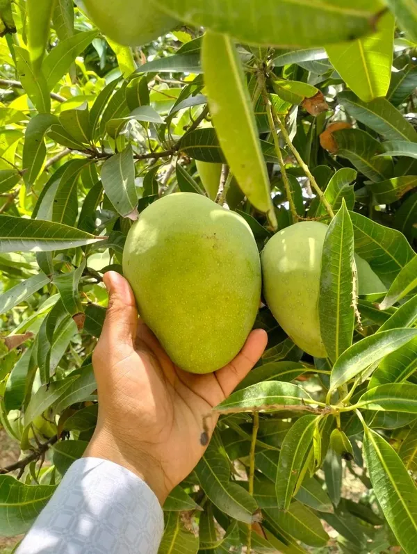 Lucknow_Safeda_Mango_Healthy_Fruit_Plant_&_Tree_For_Home_Gardening_Hybrid_Safeda_Lacknow_Mango_(Grafted)_Fruit_Plant_(1.5-3.5_Ft_Size)_Pack_Of_1