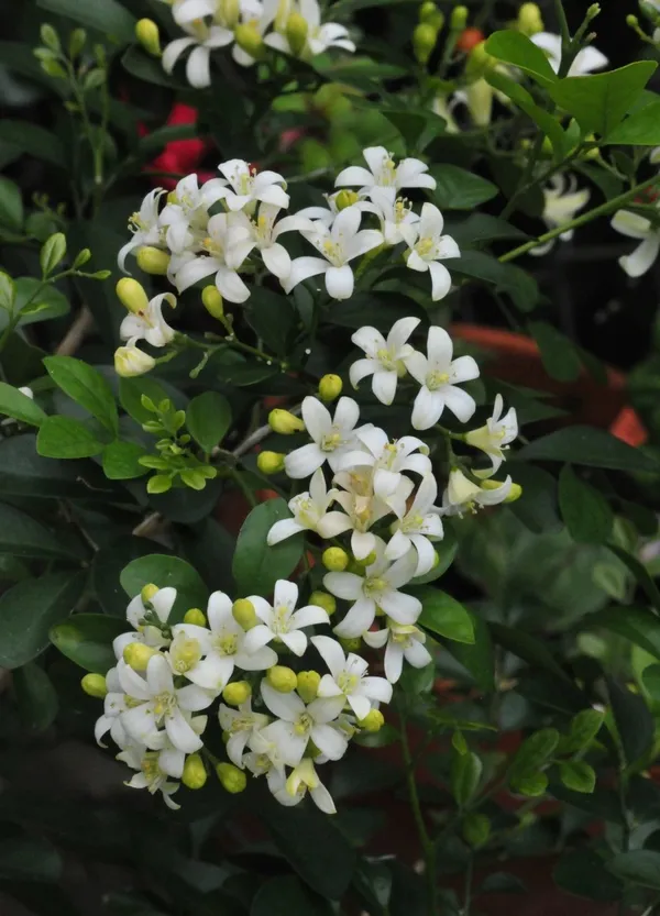 Madhu_Kamini_(White)_Flowering_Plant_&_Tree_For_Shrub/Bush/Home_Garden_(Pack_Of_1,_Grafted)