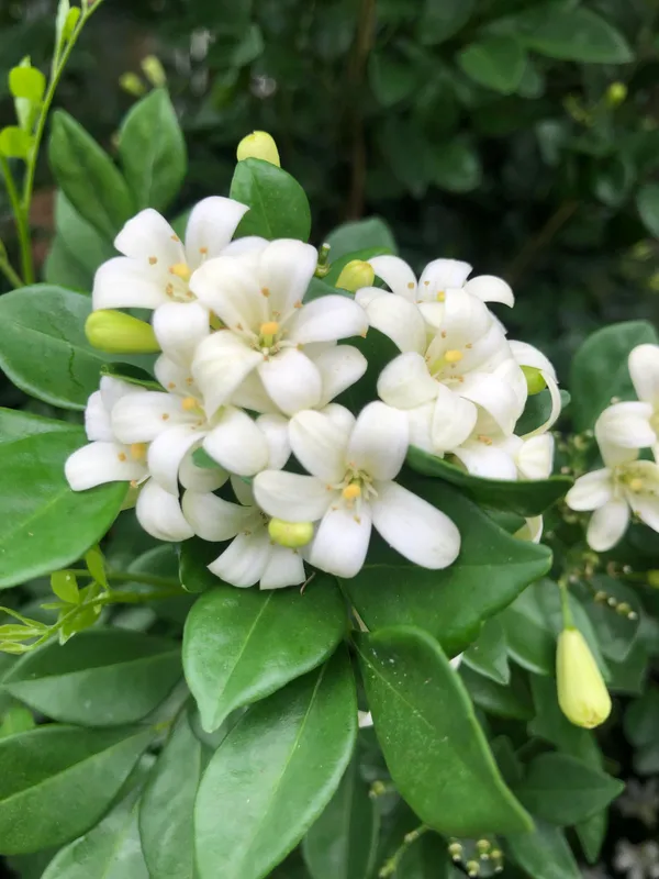 Madhu_Kamini_(White)_Flowering_Plant_&_Tree_For_Shrub/Bush/Home_Garden_(Pack_Of_1,_Grafted)