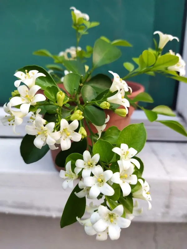 Madhu_Kamini_(White)_Flowering_Plant_&_Tree_For_Shrub/Bush/Home_Garden_(Pack_Of_1,_Grafted)