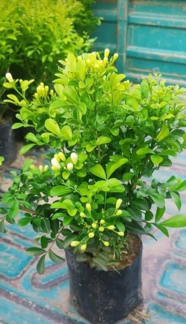 Madhukamini_Flowering_Plant_&_Tree_For_Home_Gardening_(Hybrid,_Pack_Of_1)