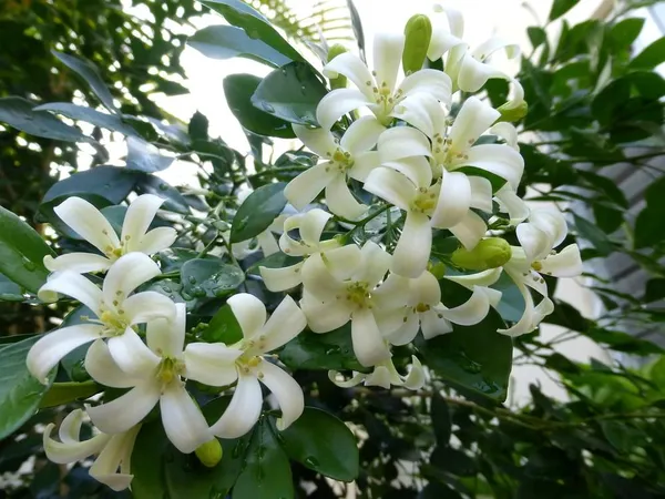 Madhukamini_Flowering_Plant_&_Tree_For_Home_Gardening_(Hybrid,_Pack_Of_1)