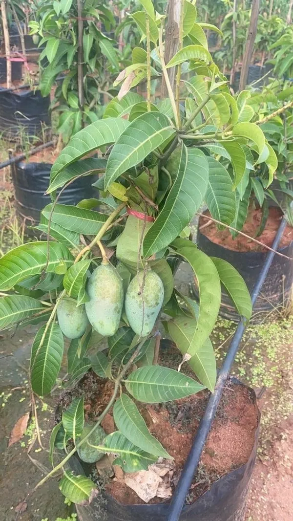 Mahachanok_Hybrid_Mango_Fruit__Plant_&_Tree_For_Garden_Mahachanook_Healthy_Mango_Plant_(Grafted,_Pack_Of_1)