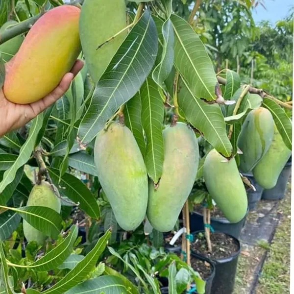 Mahachanok_Hybrid_Mango_Fruit__Plant_&_Tree_For_Garden_Mahachanook_Healthy_Mango_Plant_(Grafted,_Pack_Of_1)