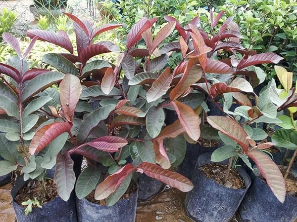 Malasian_Red_Guava_Plant_Pack_of_1_Healthy_Plant_For_Home_Garden_Plants_Tree
