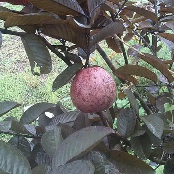 Malasian_Red_Guava_Plant_Pack_of_1_Healthy_Plant_For_Home_Garden_Plants_Tree