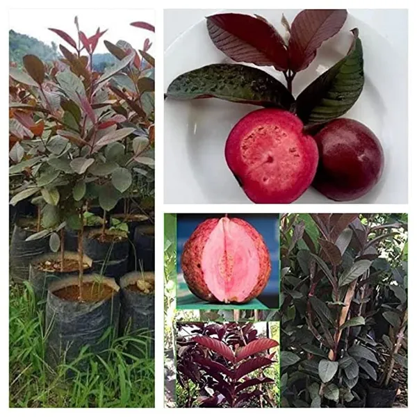Malasian_Red_Guava_Plant_Pack_of_1_Healthy_Plant_For_Home_Garden_Plants_Tree
