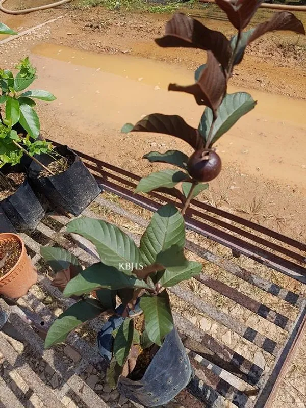 Malaysian_(Grafted)_Red_Guava_Hybrid_Plant_(Pack_of_1)