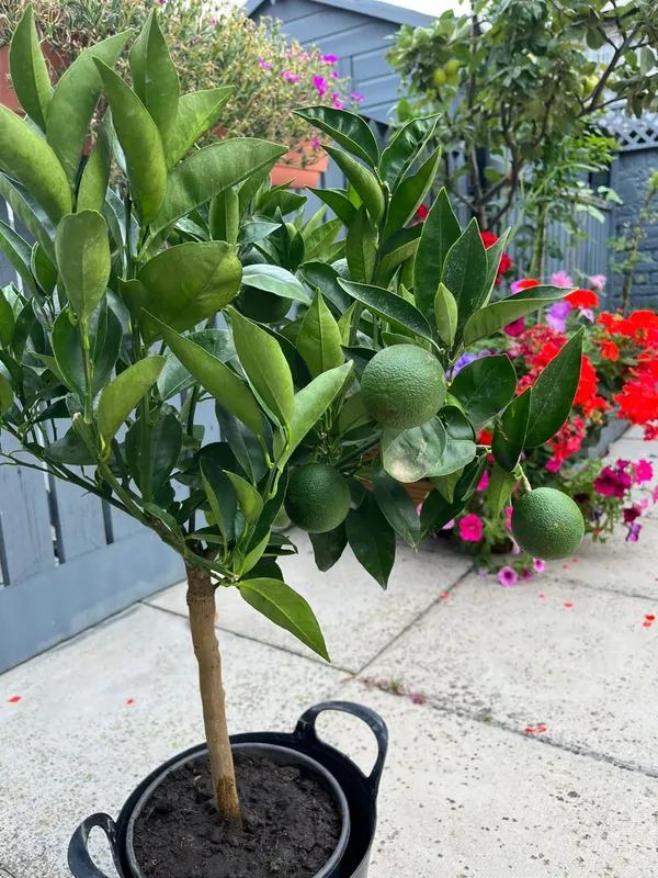 Mandarin/Orange_Hybrid_Fruit_Plant_&_Tree_For_Home_Gardening_(1.5-3.5_Ft_Hight)_Pack_Of_1