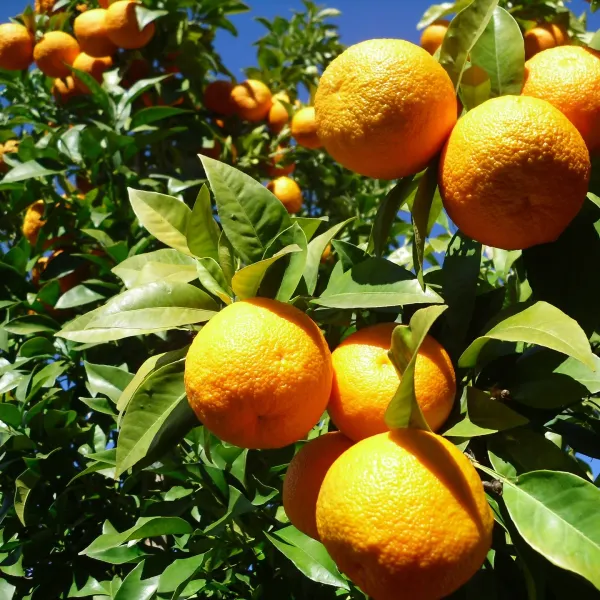Mandarin/Orange_Hybrid_Fruit_Plant_&_Tree_For_Home_Gardening_(1.5-3.5_Ft_Hight)_Pack_Of_1
