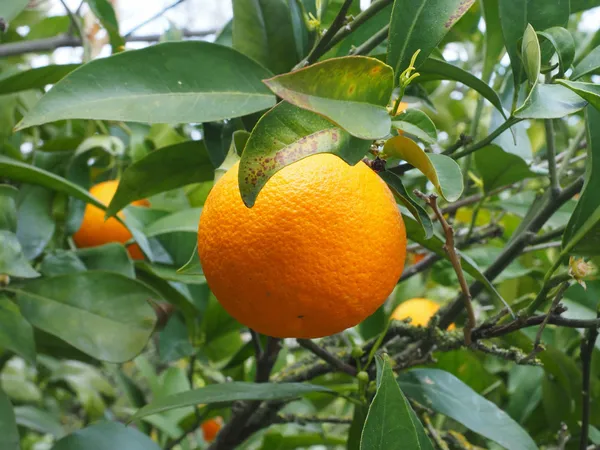 Mandarin/Orange_Hybrid_Fruit_Plant_&_Tree_For_Home_Gardening_(1.5-3.5_Ft_Hight)_Pack_Of_1