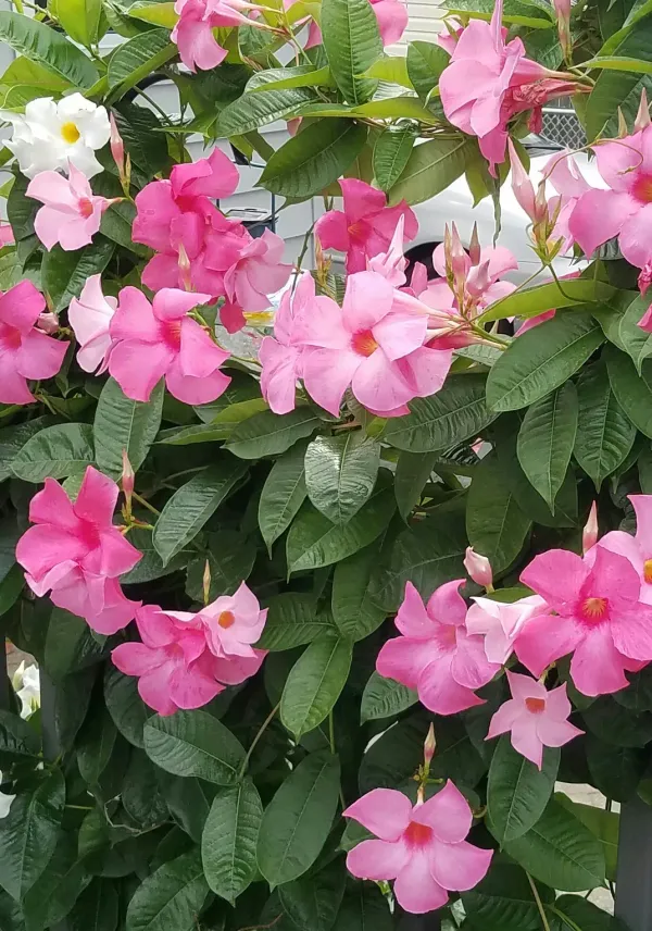 Mandevilla_Flower_Plant_&_Tree_For_Shrub/Bush/Sweet_Home_Gardening_Mandevilla_(Pink)_Flower_Plant_Hight_1.5-3.5_Ft_(Hybrid,_Pack_Of_1)