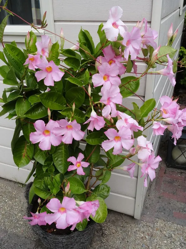 Mandevilla_Flower_Plant_&_Tree_For_Shrub/Bush/Sweet_Home_Gardening_Mandevilla_(Pink)_Flower_Plant_Hight_1.5-3.5_Ft_(Hybrid,_Pack_Of_1)