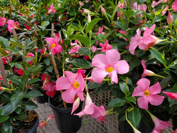 Mandevilla_Flower_Plant_&_Tree_For_Shrub/Bush/Sweet_Home_Gardening_Mandevilla_(Pink)_Flower_Plant_Hight_1.5-3.5_Ft_(Hybrid,_Pack_Of_1)