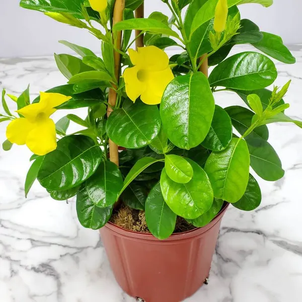 Mandevilla_(Yellow)_Flowering_Plant_For_Shrub/Home_Decoration_&_Gardening_(Pack_Of_1)