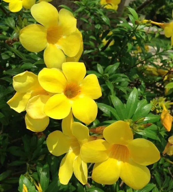 Mandevilla_(Yellow)_Flowering_Plant_For_Shrub/Home_Decoration_&_Gardening_(Pack_Of_1)