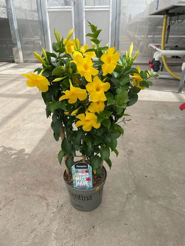 Mandevilla_(Yellow)_Flowering_Plant_For_Shrub/Home_Decoration_&_Gardening_(Pack_Of_1)