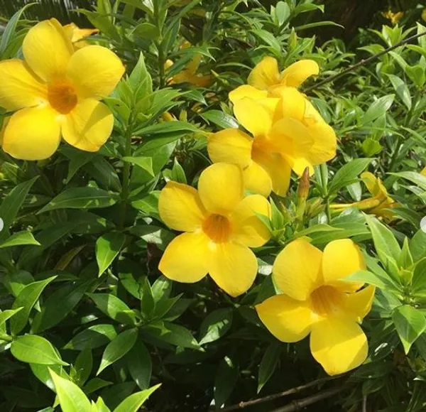 Mandevilla_(Yellow)_Flowering_Plant_For_Shrub/Home_Decoration_&_Gardening_(Pack_Of_1)