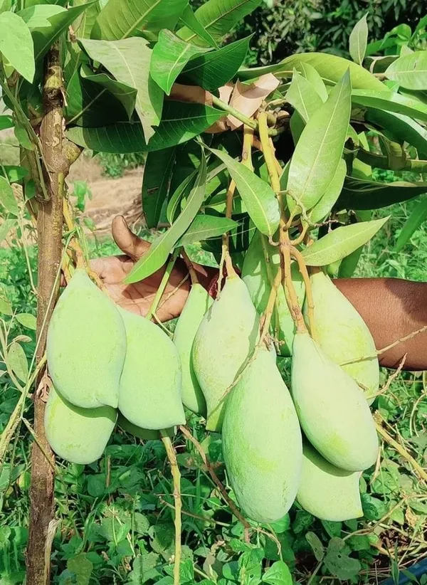 Mango_(Totapuri)_Plant_1.5-3.5_Ft_Size_For_Home_Gardening_(Hybrid,_Pack_Of_1)