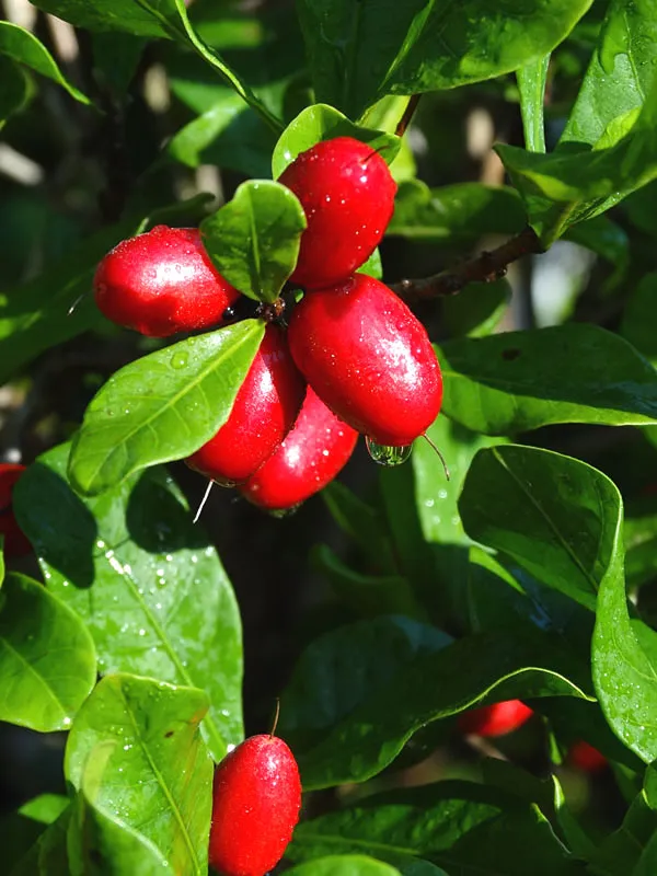 Miracle_Fruit_(Synsepalum_Dulcificum)_Fruit_Plant_&_Tree_(Pack_of_1)_Miracle_Berry_1_Healthy_Plant_&_Tree
