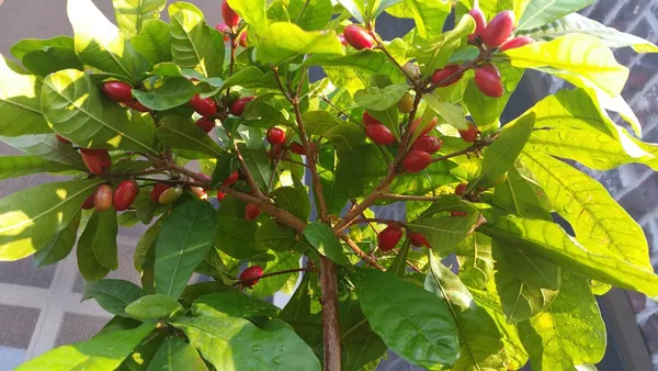 Miracle_Fruit_(Synsepalum_Dulcificum)_Fruit_Plant_&_Tree_(Pack_of_1)_Miracle_Berry_1_Healthy_Plant_&_Tree