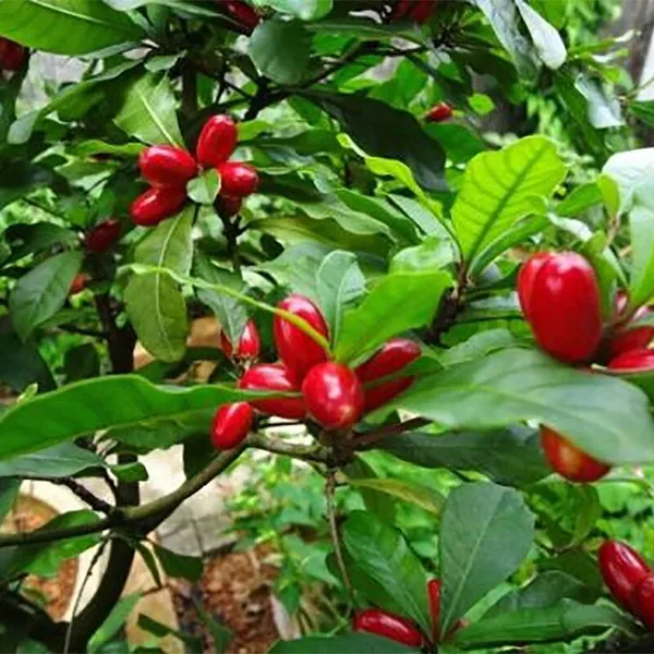Miracle_Fruit_(Synsepalum_Dulcificum)_Fruit_Plant_&_Tree_(Pack_of_1)_Miracle_Berry_1_Healthy_Plant_&_Tree