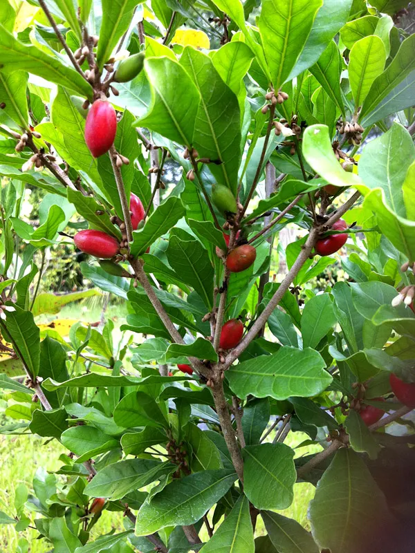 Miracle_Fruit_(Synsepalum_Dulcificum)_Fruit_Plant_&_Tree_(Pack_of_1)_Miracle_Berry_1_Healthy_Plant_&_Tree
