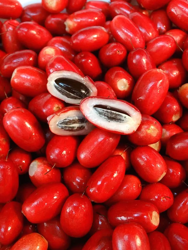 Miracle_Fruit_(Synsepalum_Dulcificum)_Fruit_Plant_&_Tree_(Pack_of_1)_Miracle_Berry_1_Healthy_Plant_&_Tree