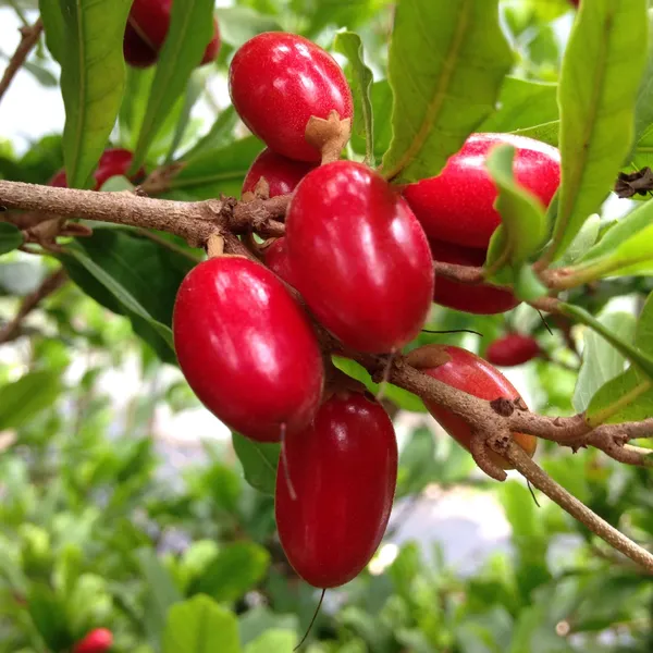 Miracle_Fruit_(Synsepalum_Dulcificum)_Fruit_Plant_&_Tree_(Pack_of_1)_Miracle_Berry_1_Healthy_Plant_&_Tree