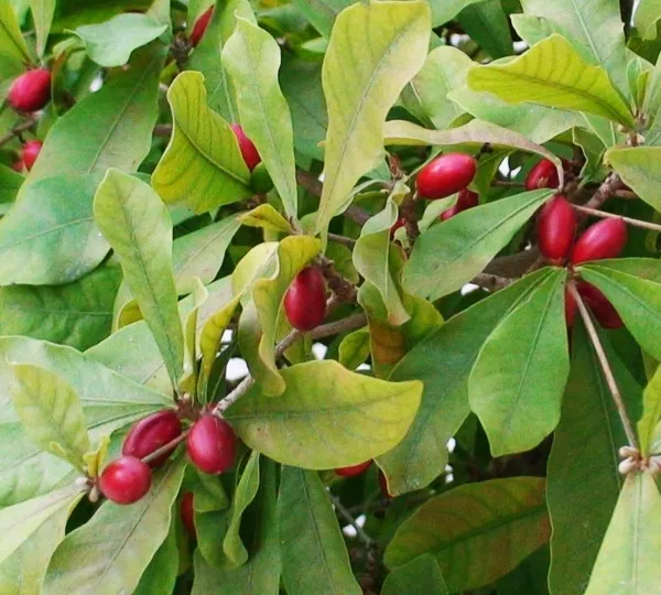 Miracle_Cherry_Fruit_Plant_Hybrid_(Pack_of_1)
