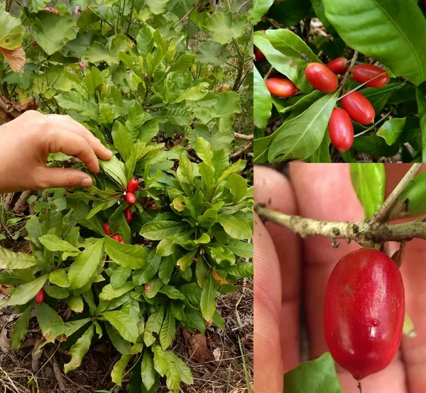 Miracle_Cherry_Fruit_Plant_Hybrid_(Pack_of_1)