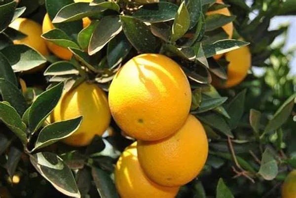 Misoriyo_Malta_Mosambi_Variety_Grafted_Orange_Plant_All_Time_Variety_Grafted_Fruit__Plants_&_Tree_Healthy_Plant_In_Nursery_Grow_Bag_Pack_of_1