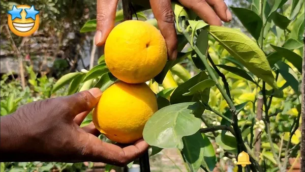 Misoriyo_Malta_Mosambi_Variety_Grafted_Orange_Plant_All_Time_Variety_Grafted_Fruit_Plants_&_Tree(1.5-2_Ft_Size)_Healthy_Plant_In_Nursery_Grow_Bag_Pack_of_1