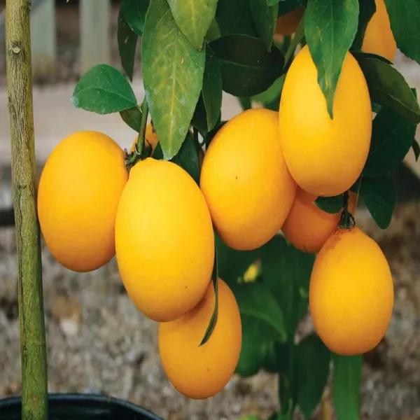 Misoriyo_Malta_Mosambi_Variety_Grafted_Orange_Plant_All_Time_Variety_Grafted_Fruit_Plants_&_Tree(1.5-2_Ft_Size)_Healthy_Plant_In_Nursery_Grow_Bag_Pack_of_1