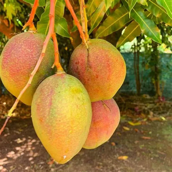 Miyazaki_Hybrid_Mango_Fruit_Plant_For_Home_Gardening,_Original_Dwarf_Variety_Miyazaki_Mango_Air_Layering_Plant_Limited_Stock_(Pack_Of_1)
