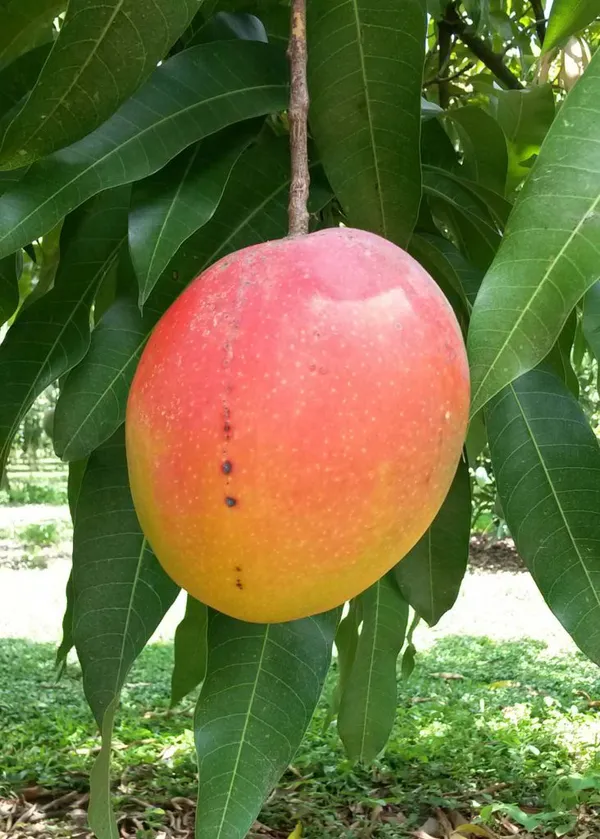 Miyazaki_Hybrid_Mango_Fruit_Plant_For_Home_Gardening,_Original_Dwarf_Variety_Miyazaki_Mango_Air_Layering_Plant_Limited_Stock_(Pack_Of_1)