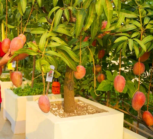 Miyazaki_Hybrid_Mango_Fruit_Plant_For_Home_Gardening,_Original_Dwarf_Variety_Miyazaki_Mango_Air_Layering_Plant_Limited_Stock_(Pack_Of_1)