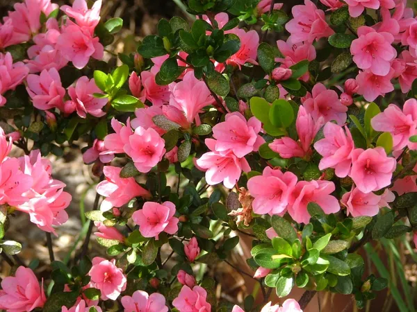 Azalea_Deep_Pink_(Grafted)_1.5-3.5_Ft__Flower_Plant_(_Pack_Of_1_)