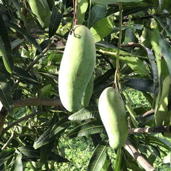 Mohachanok_/_Banana_Mango_Plant_(Pack_of_1)